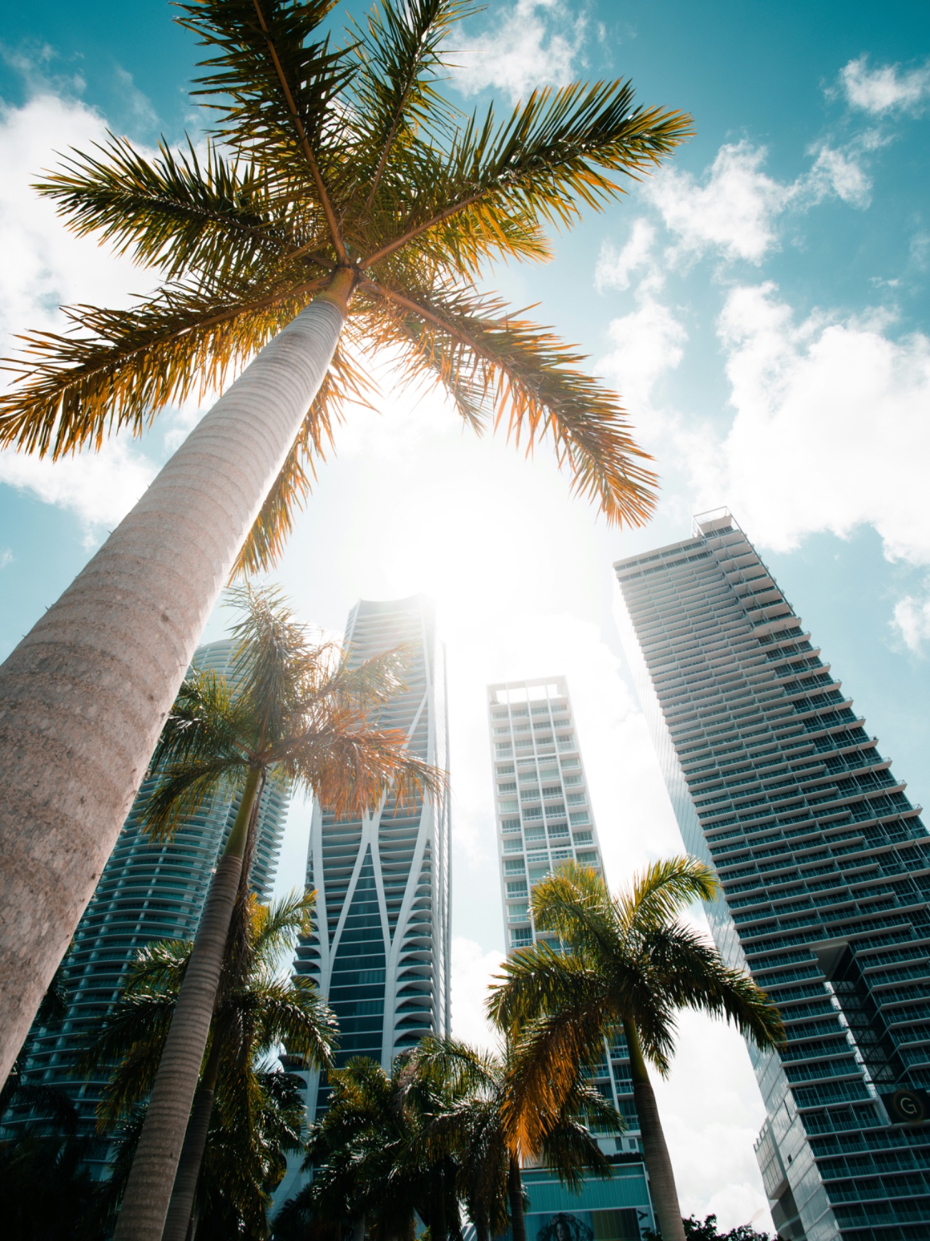 Palme e grattacieli di Brickell, Miami